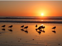 Sea birds enjoy a San Diego sunset. Picture courtesy of KSJayCat, via Flickr